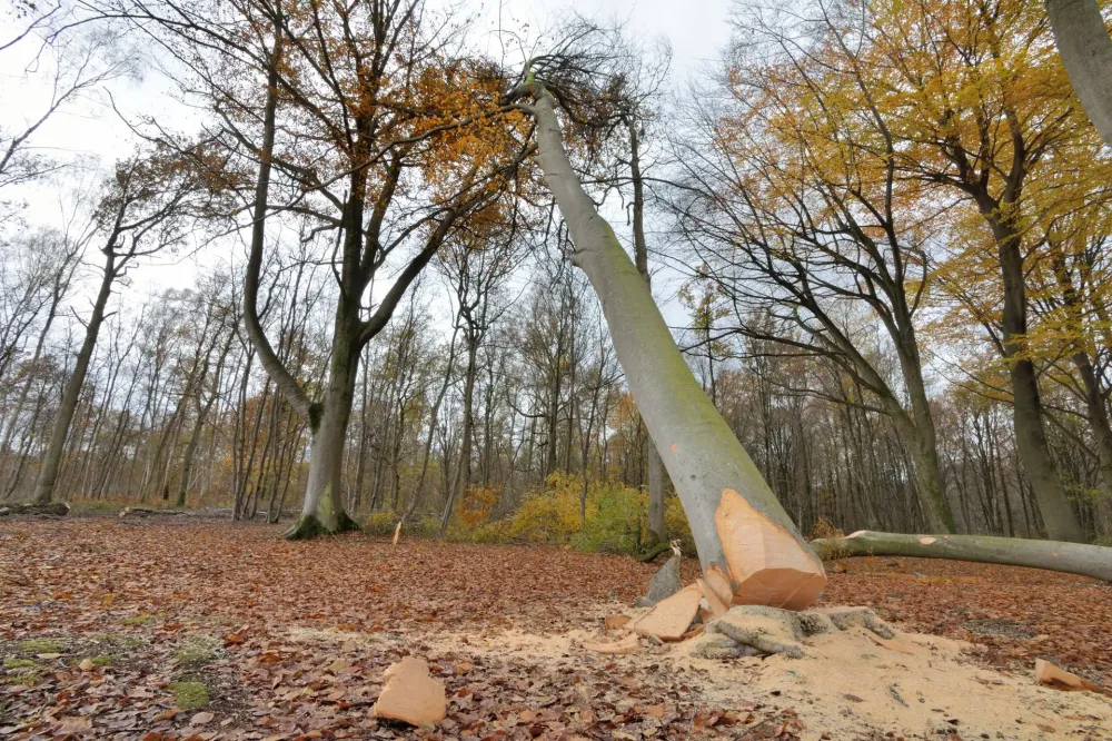 abattage près de Lubersac